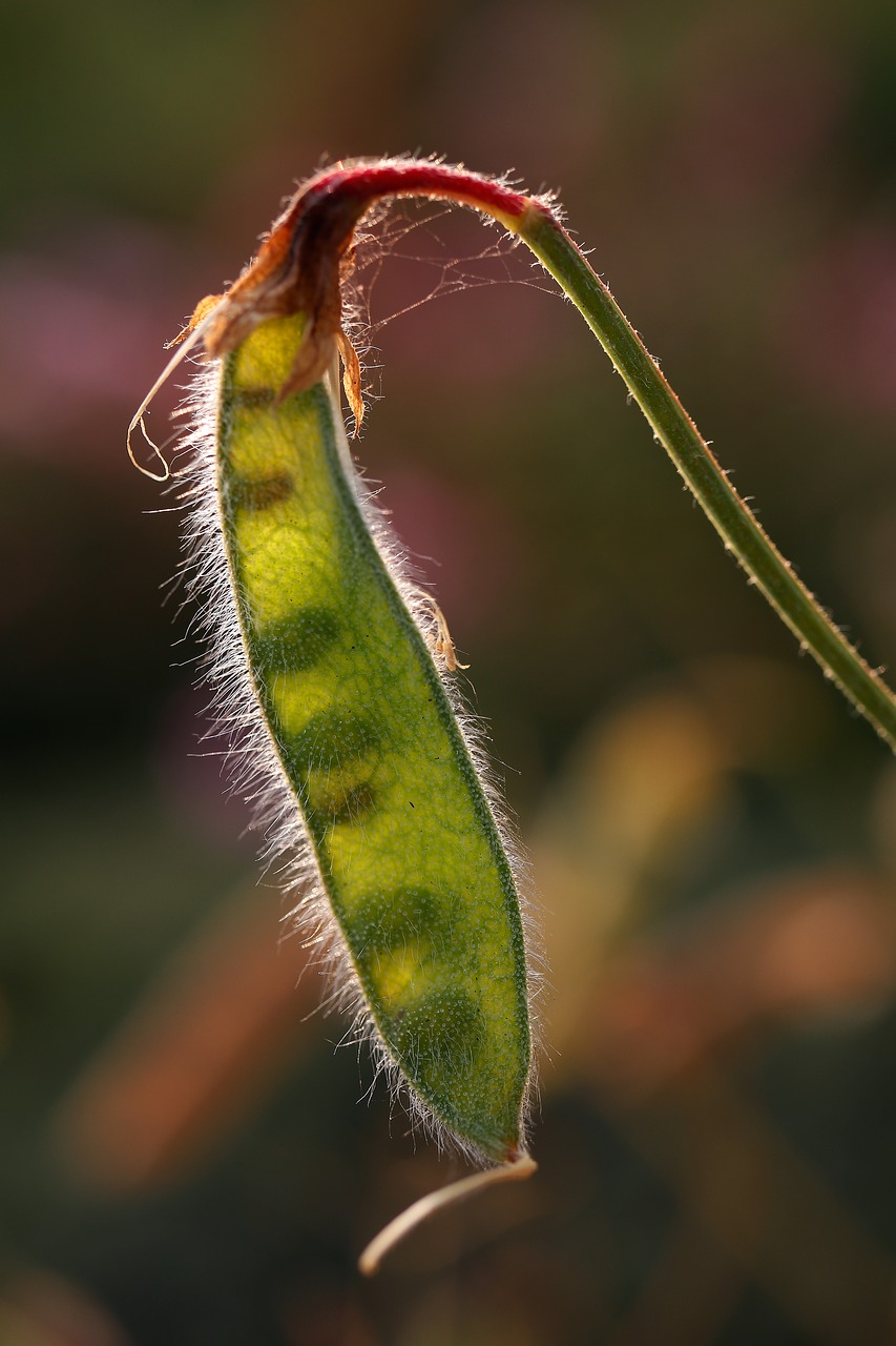 Image - beans against light nature