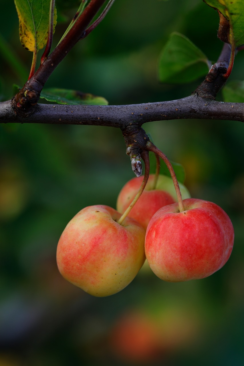 Image - apples trio small