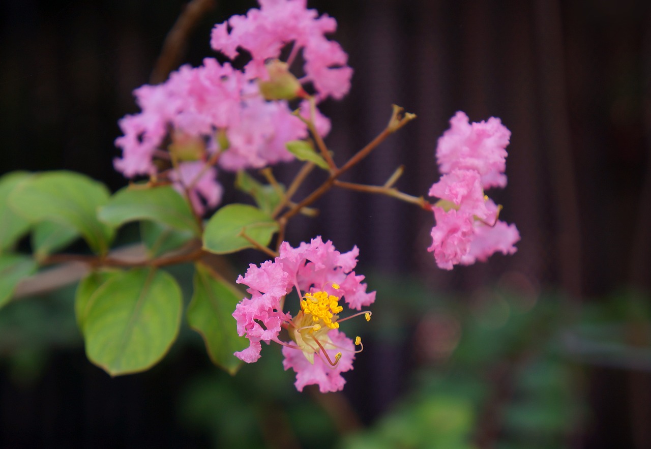 Image - natural bunches of flowers pink