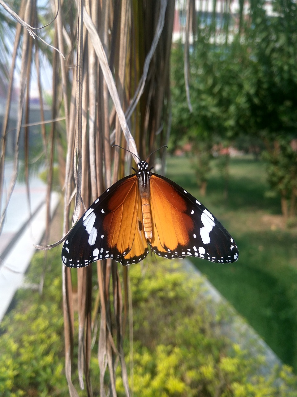 Image - butterfly danaus plexippus