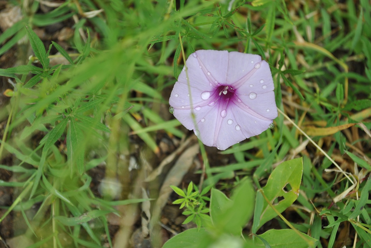 Image - purple morning glory flower regional