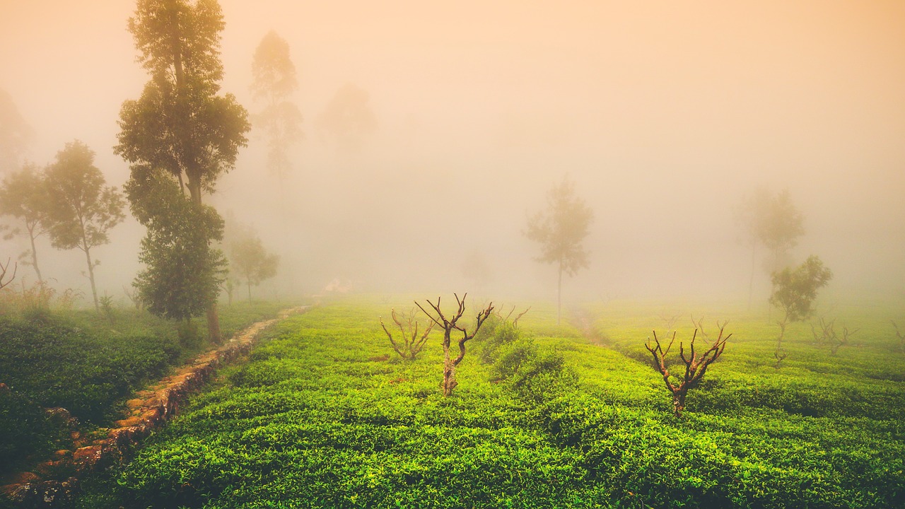 Image - tea mist landscape green travel