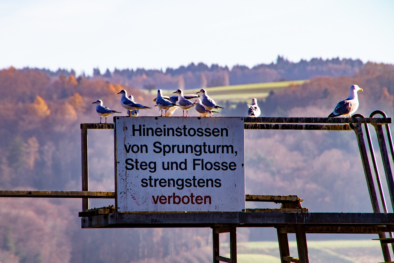 Image - sign sprungturm gulls ban birds