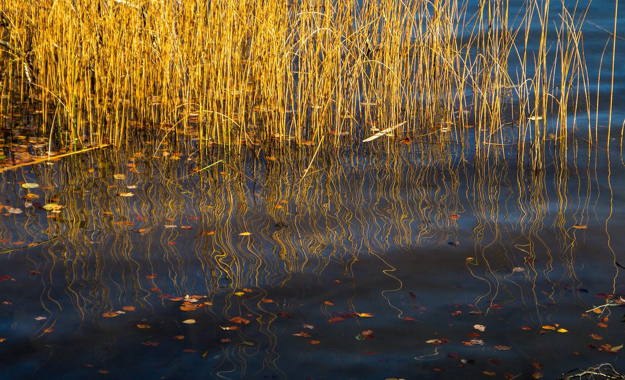 Image - reed mirroring water waters