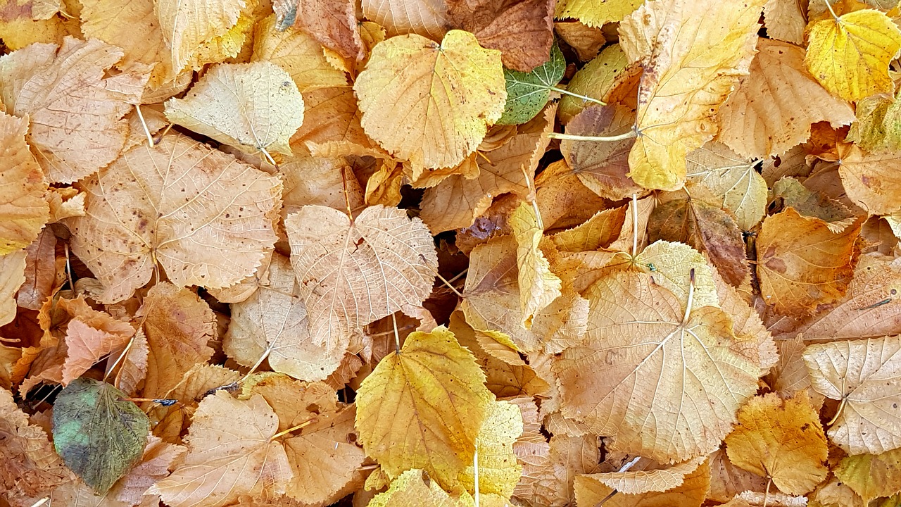 Image - texture background fall foliage