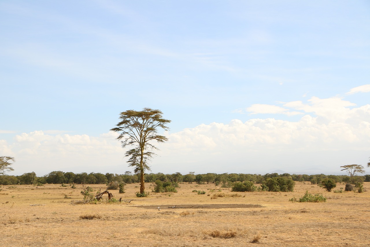 Image - tree savanna nature africa travel