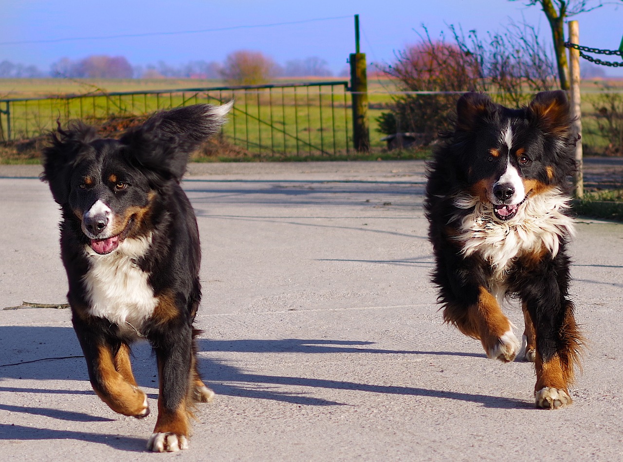 Image - bernese mountain dog race run two