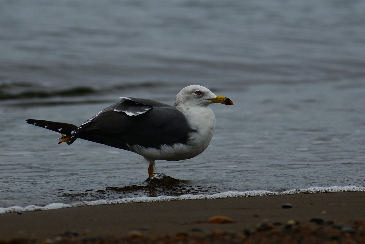 Image - animal sea beach wave seabird