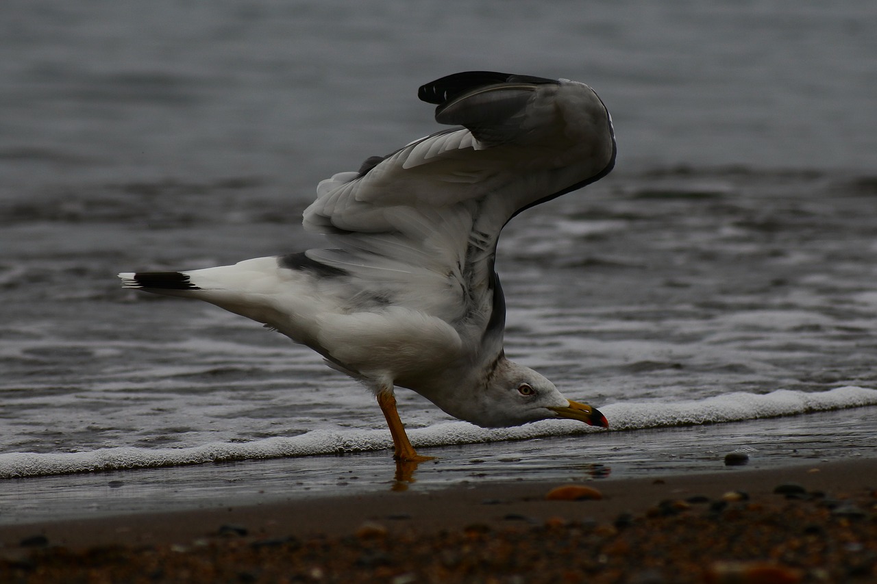 Image - animal sea beach wave seabird