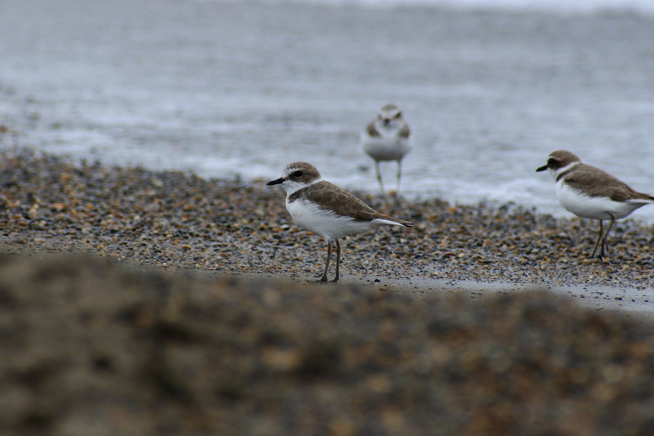 Image - animal sea beach wave wild birds