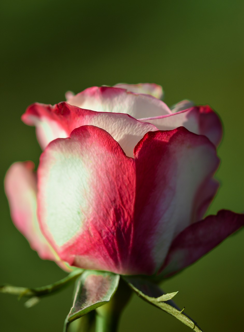 Image - rose flower single decoration