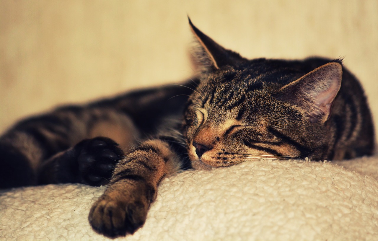 Image - kitten cat pet animal kitty