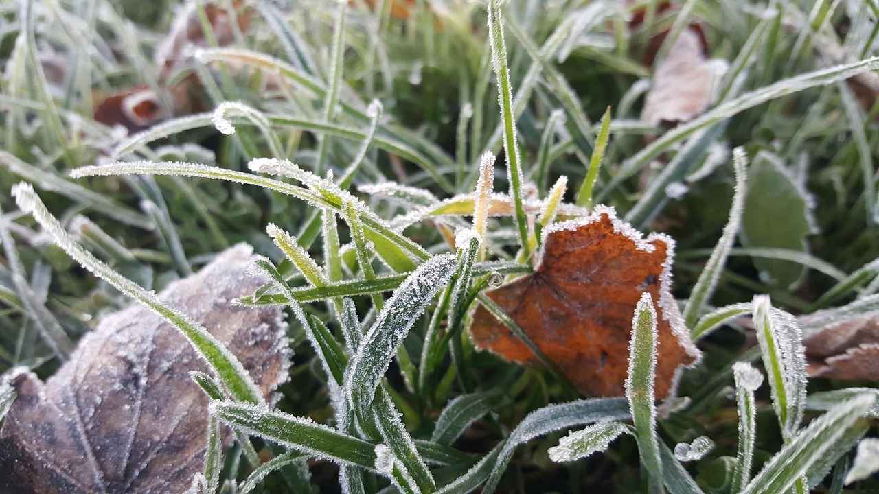 Image - cold green grass glass fresh ice