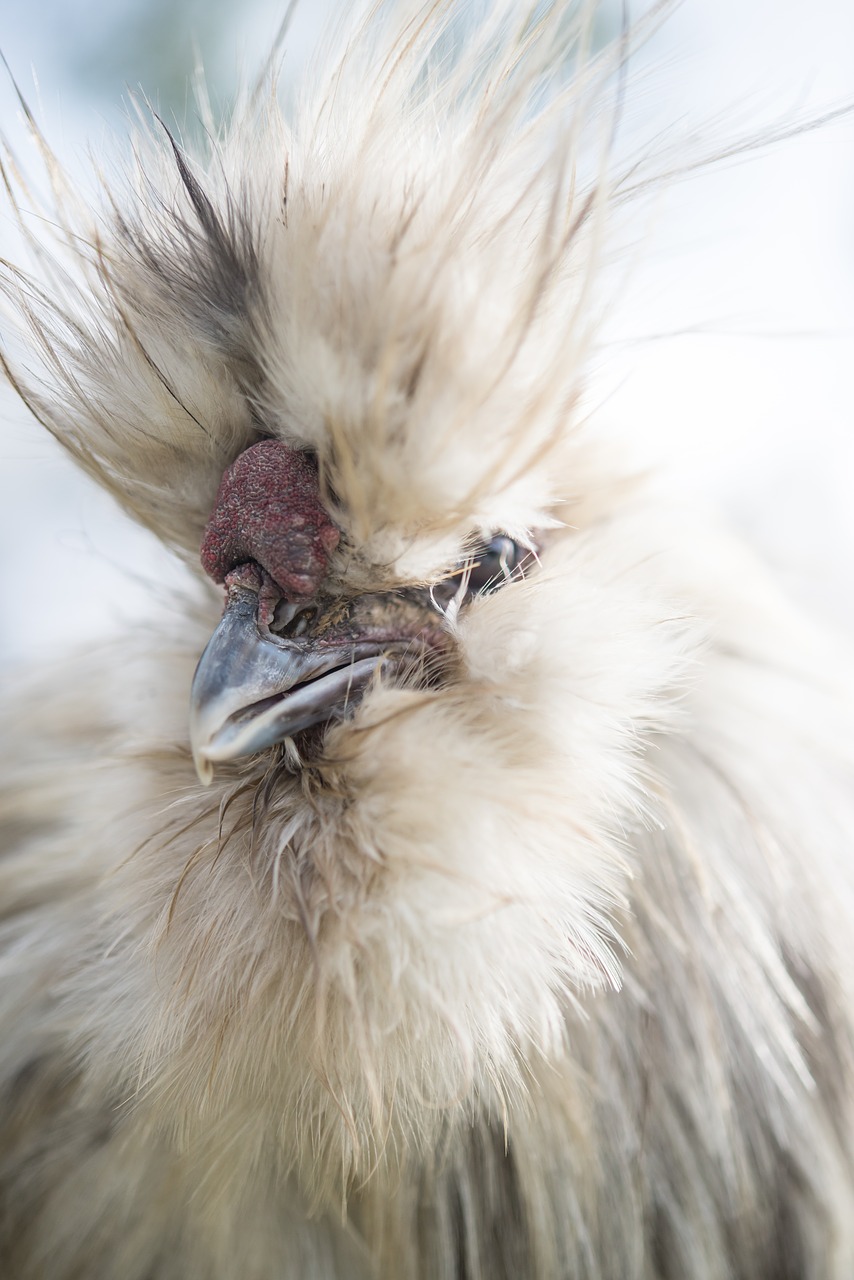 Image - chick chicken bird animal hen