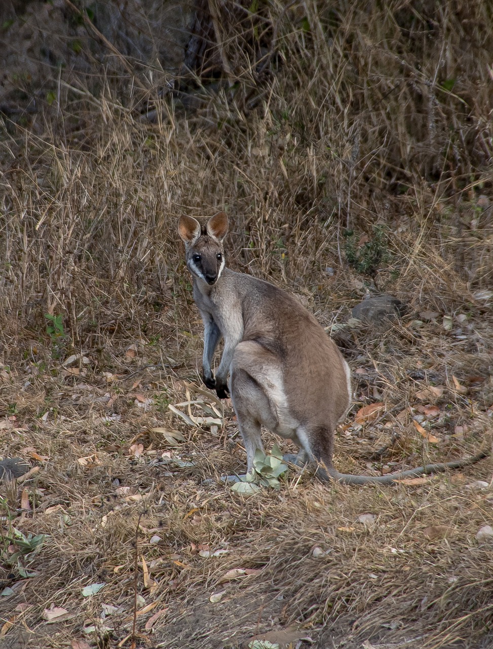 Image - whiptail wallaby pretty face wallaby