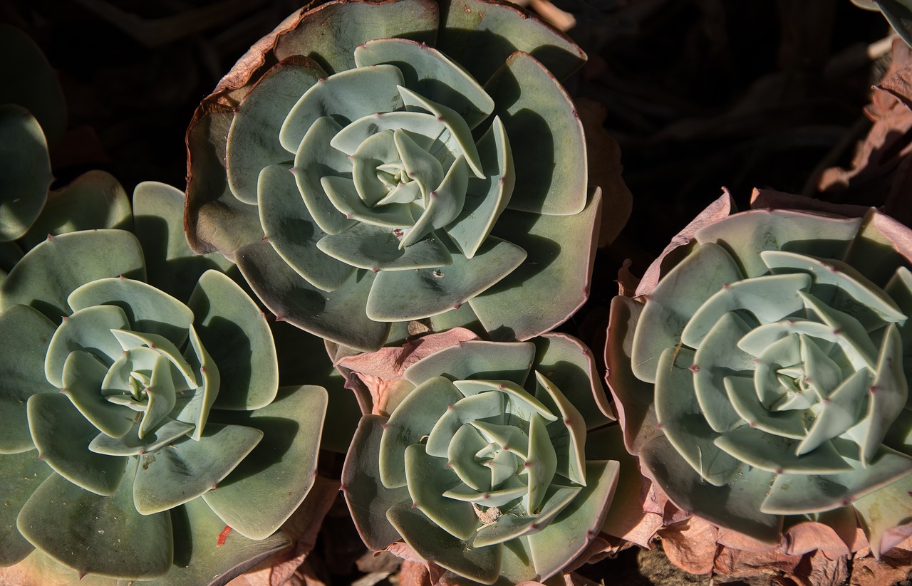 Image - succulent green pink rosettes