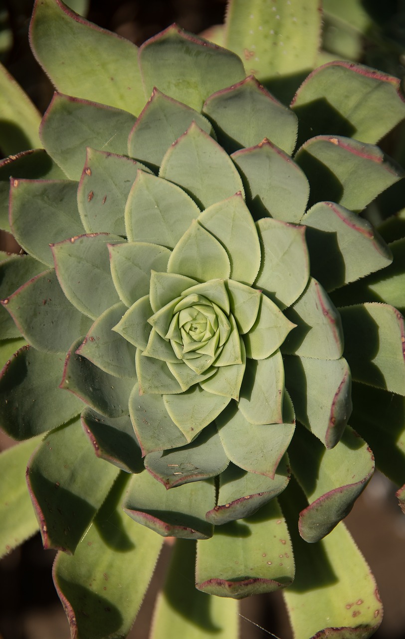 Image - succulent green rosette circles