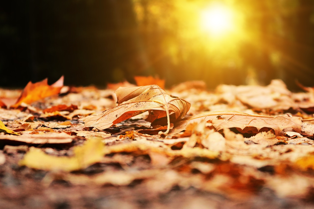 Image - autumn leaf leaves park light