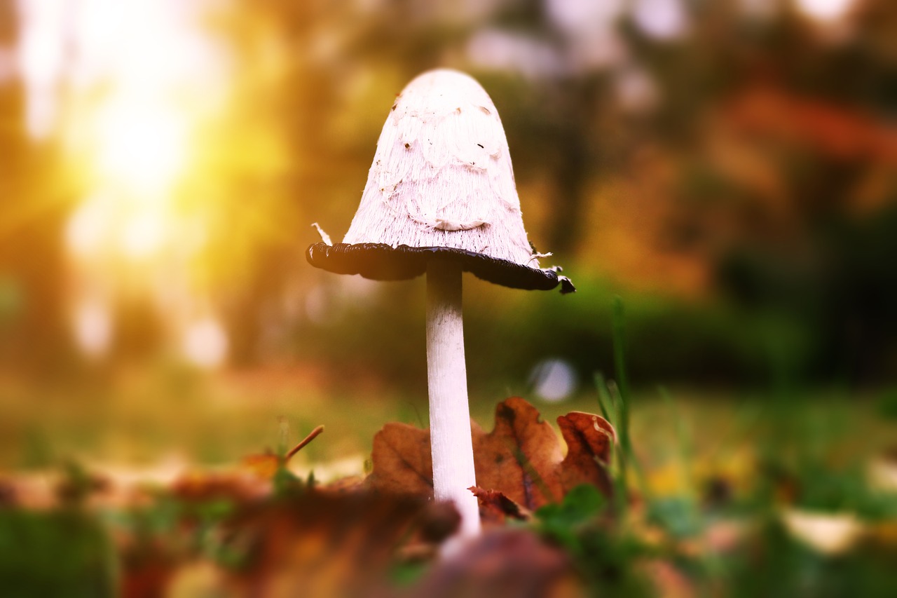 Image - mushroom coprinus comatus