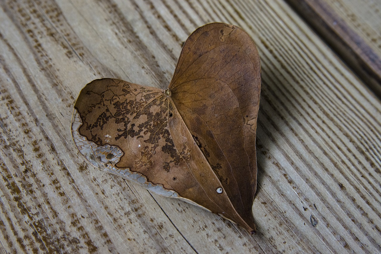 Image - heart leaf sweetheart autumn