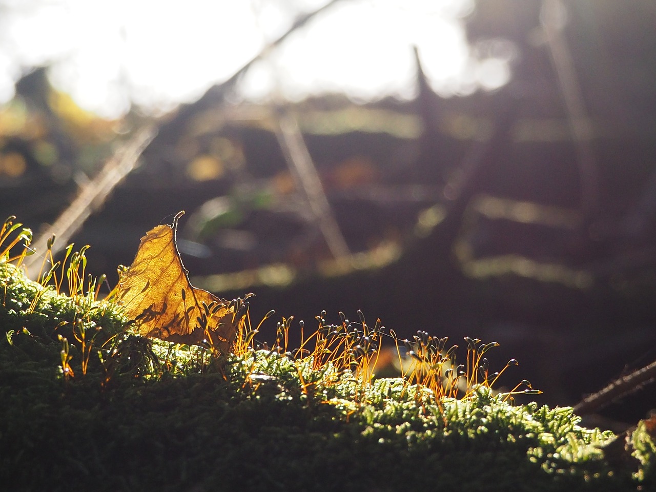 Image - sun moss forest nature green