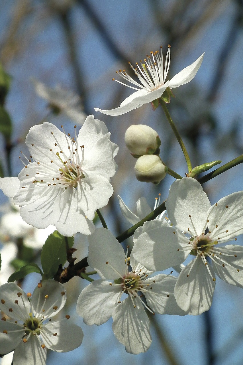 Image - blossom bloom white spring