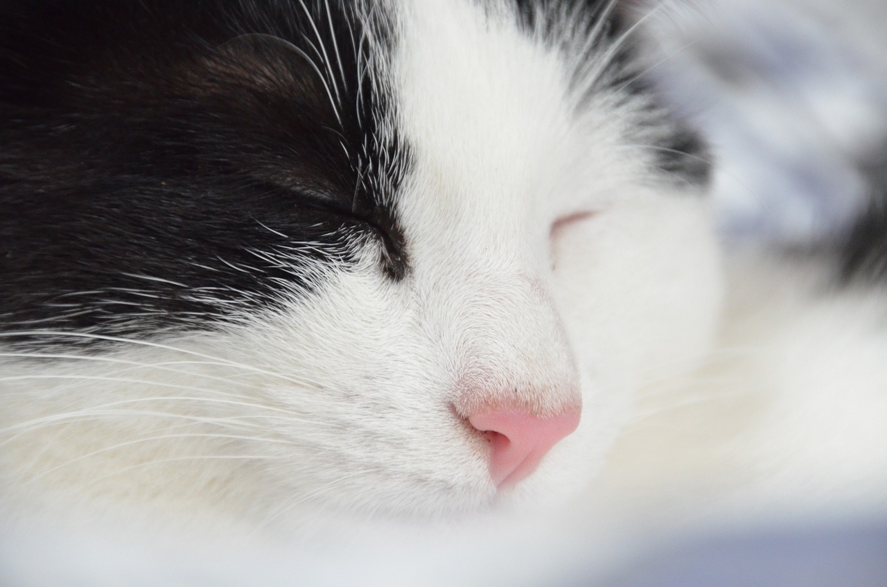 Image - cat pet black and white cat animal