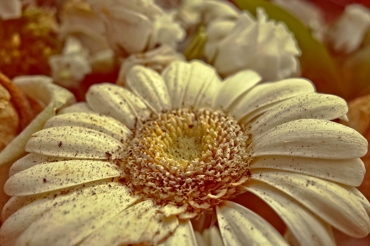 Image - gerbera daisy flower plant petal