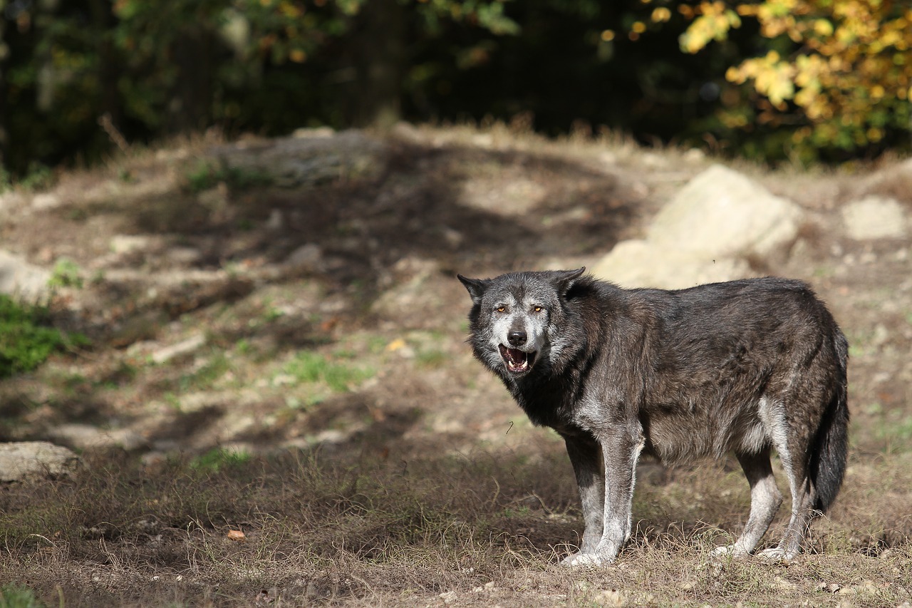 Image - wolf timberwolf predator nature