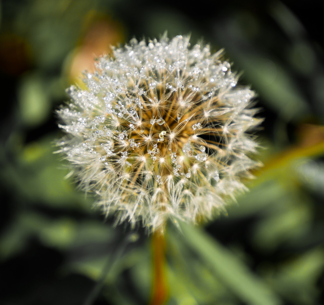 Image - nature flower dandelion blossom