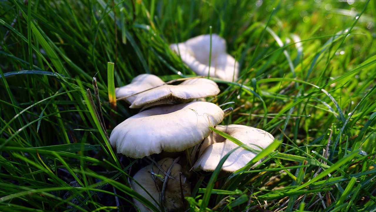 Image - mushrooms fungi autumn mushroom