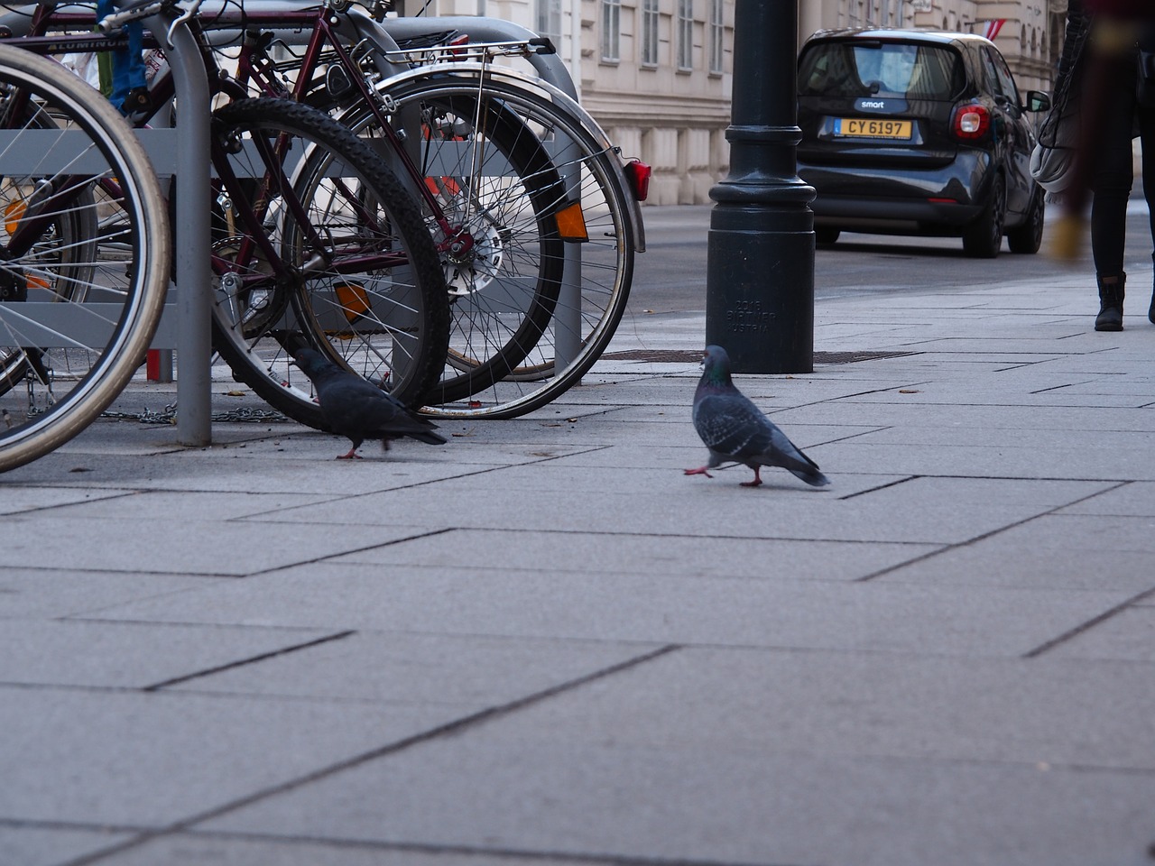 Image - dove vienna dirty feed plumage