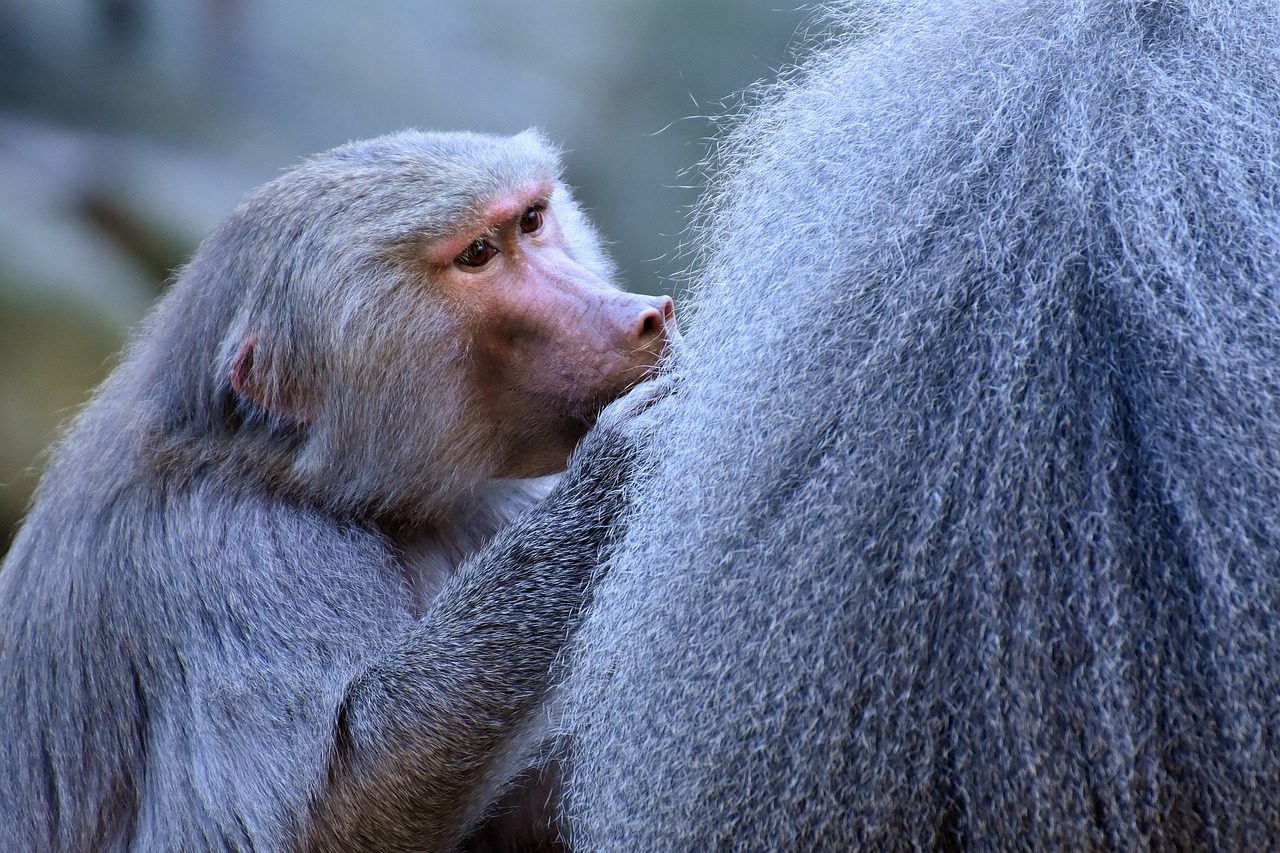Image - baboons ape smooch tender pair