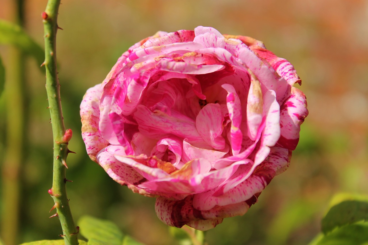 Image - flower pink blossom thorn spring