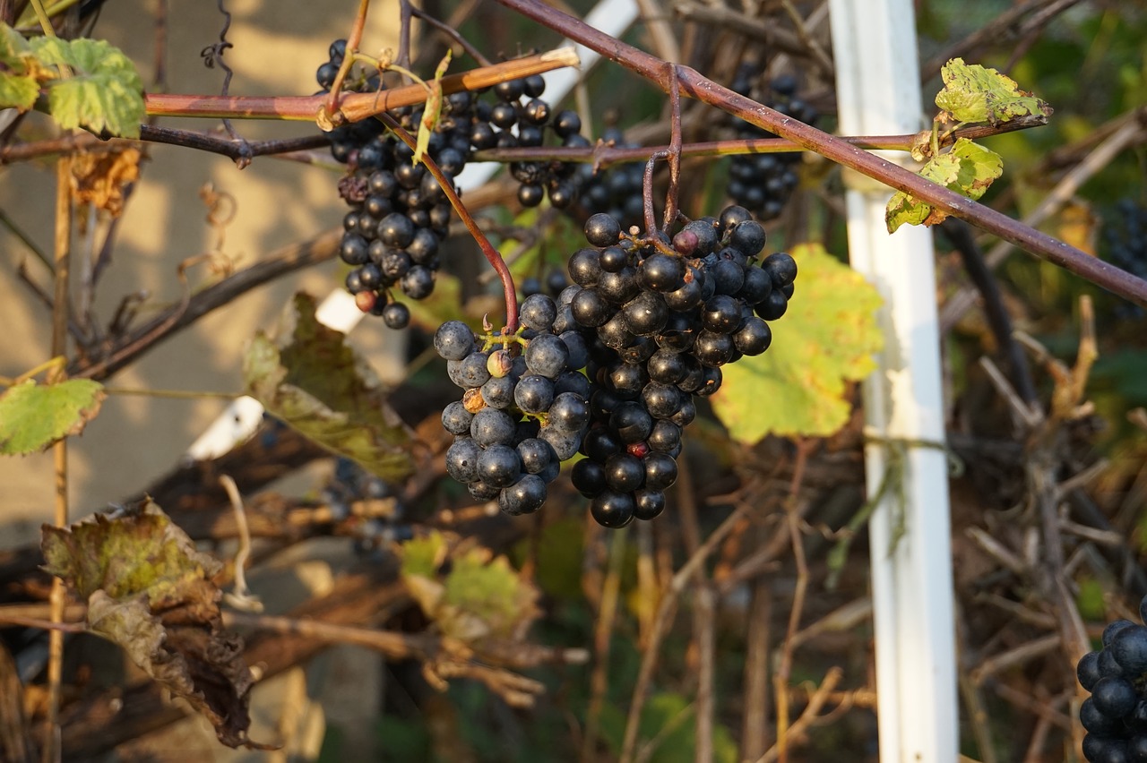 Image - bunch of grapes foliage autumn