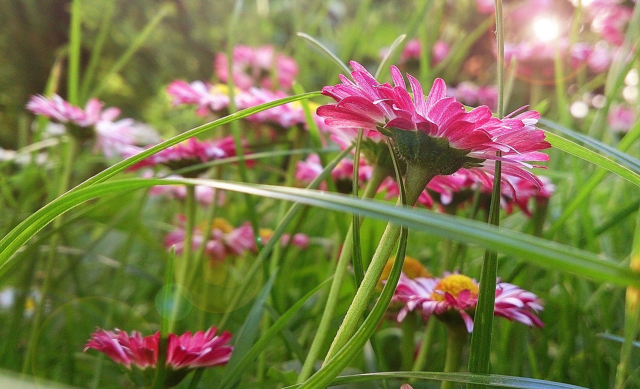 Image - daisy flowers summer sunny day