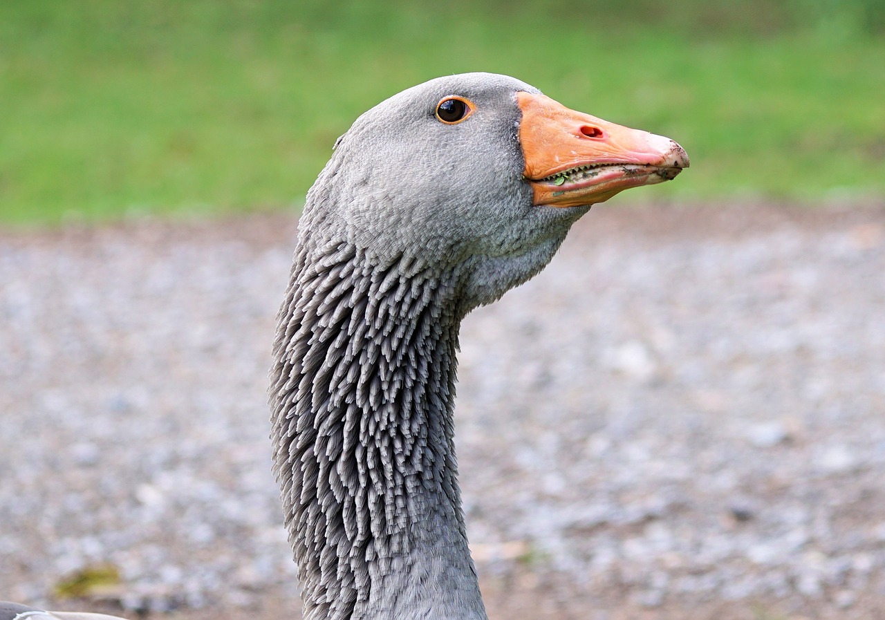 Image - goose wild goose bird water bird