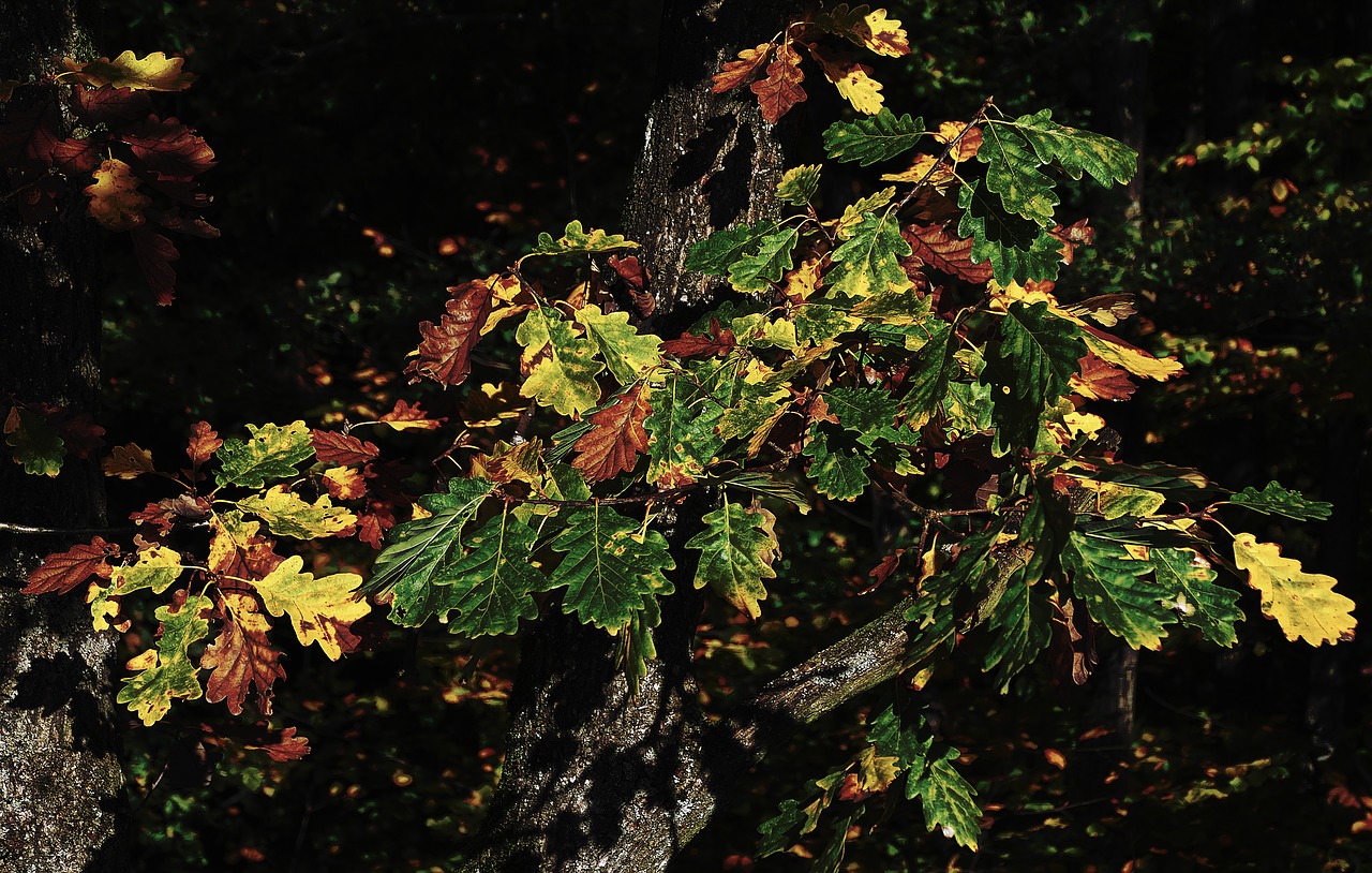 Image - autumn forest oak leaves