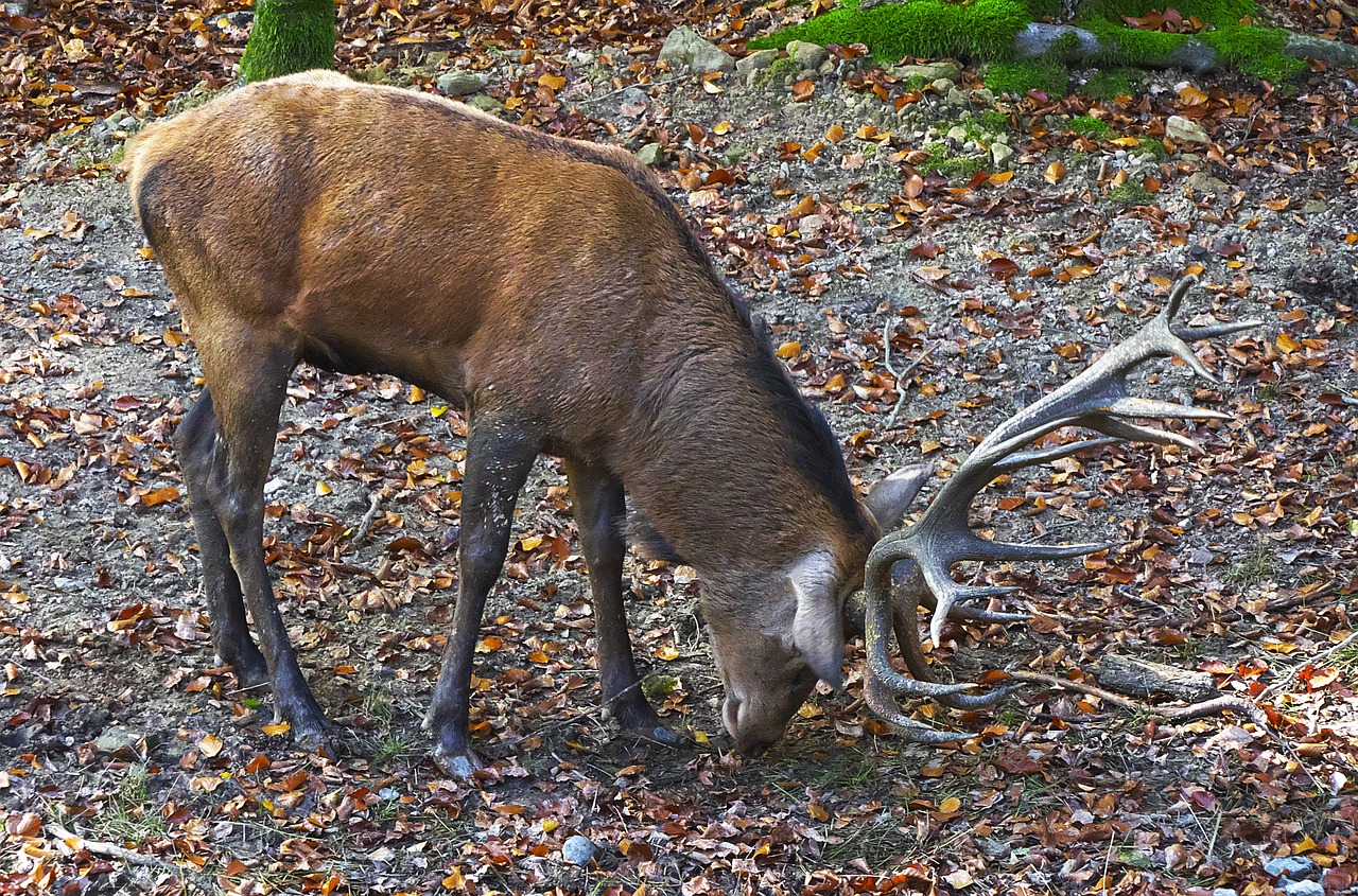 Image - red deer antler hirsch wild animal