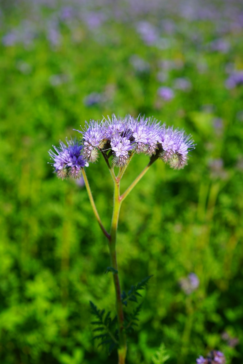 Image - tufted flower phacelia