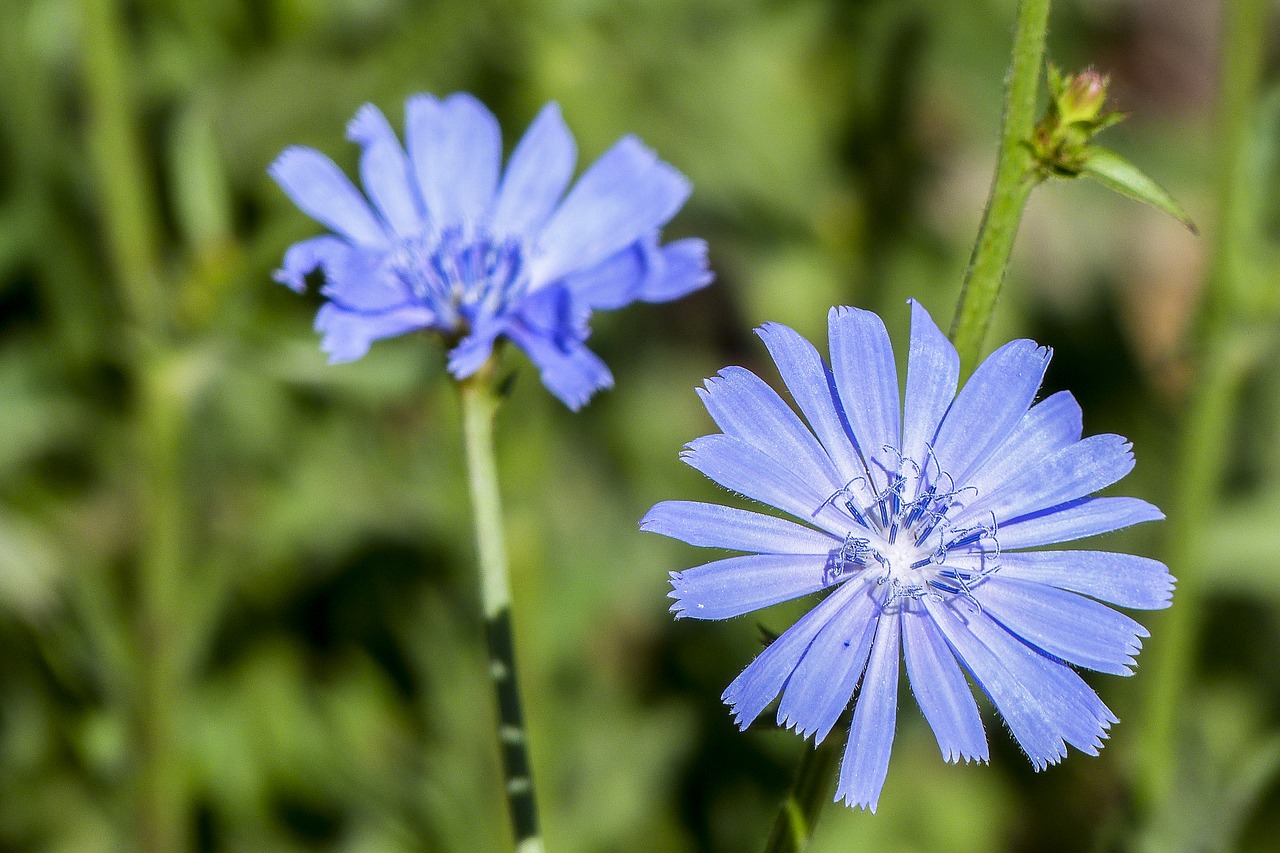 Image - wild flower blue tiny filigree