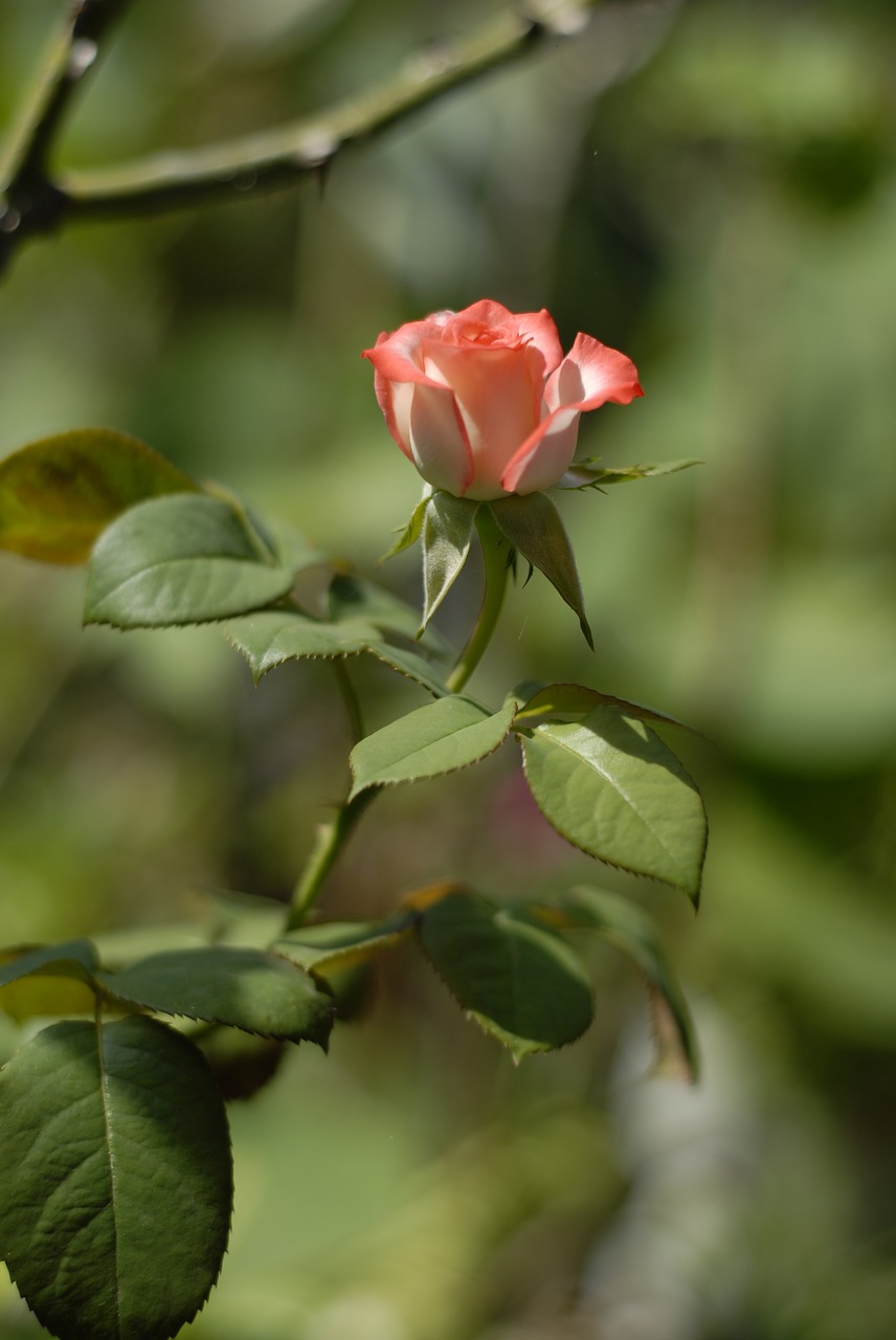 Image - pink rose flowers regional