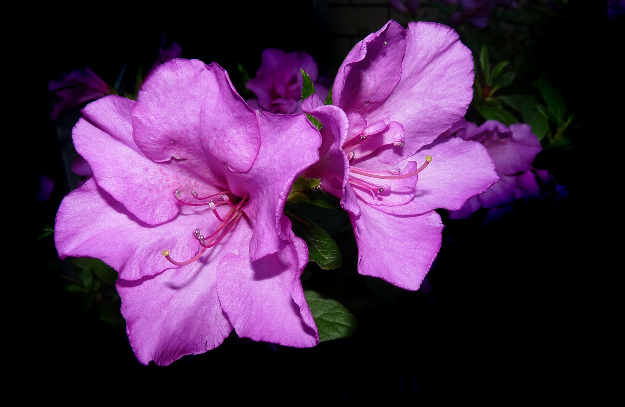 Image - azalea mauve flower