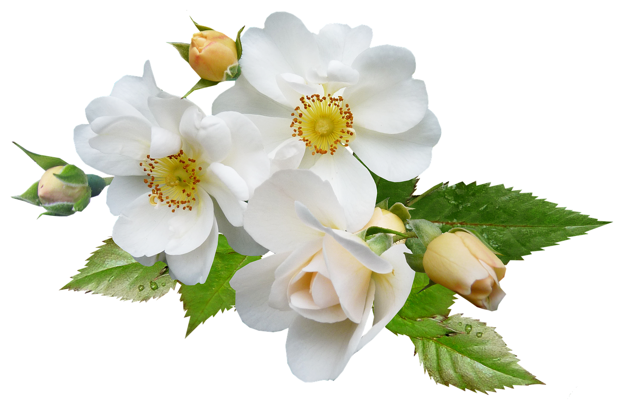 Image - rose white single flower plant