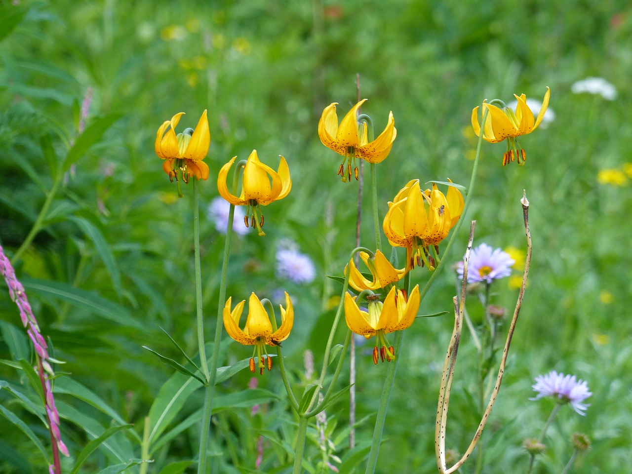 Image - wild flower orchid plant nature