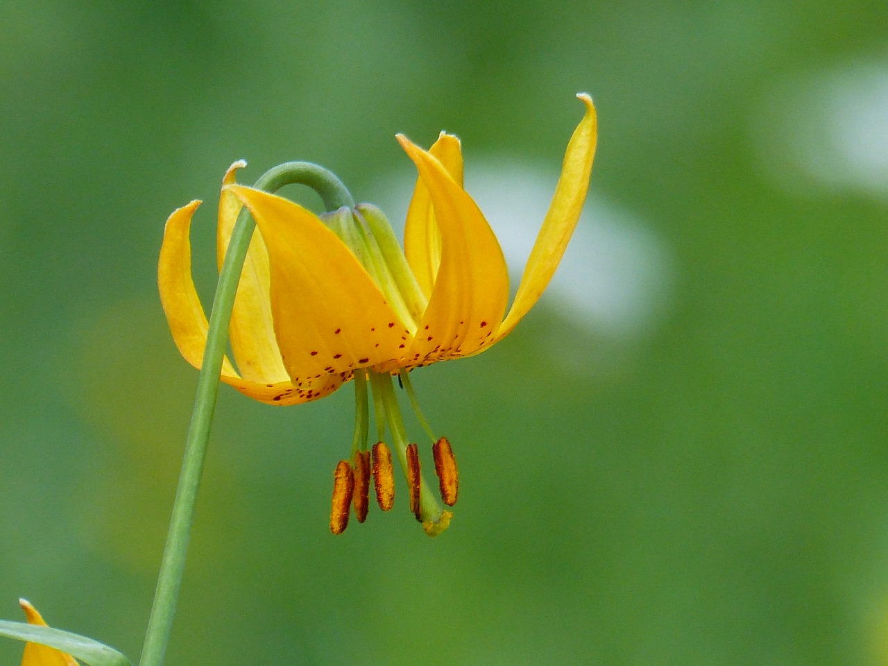 Image - wild flower orchid plant nature