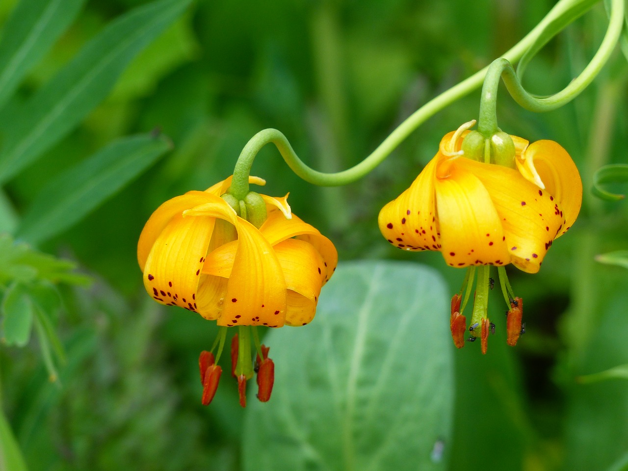 Image - wild flower orchid plant nature