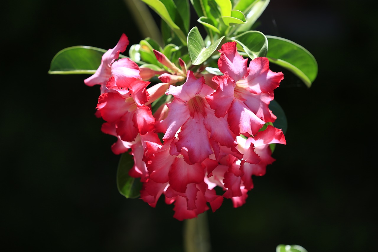 Image - dragon desert flowers