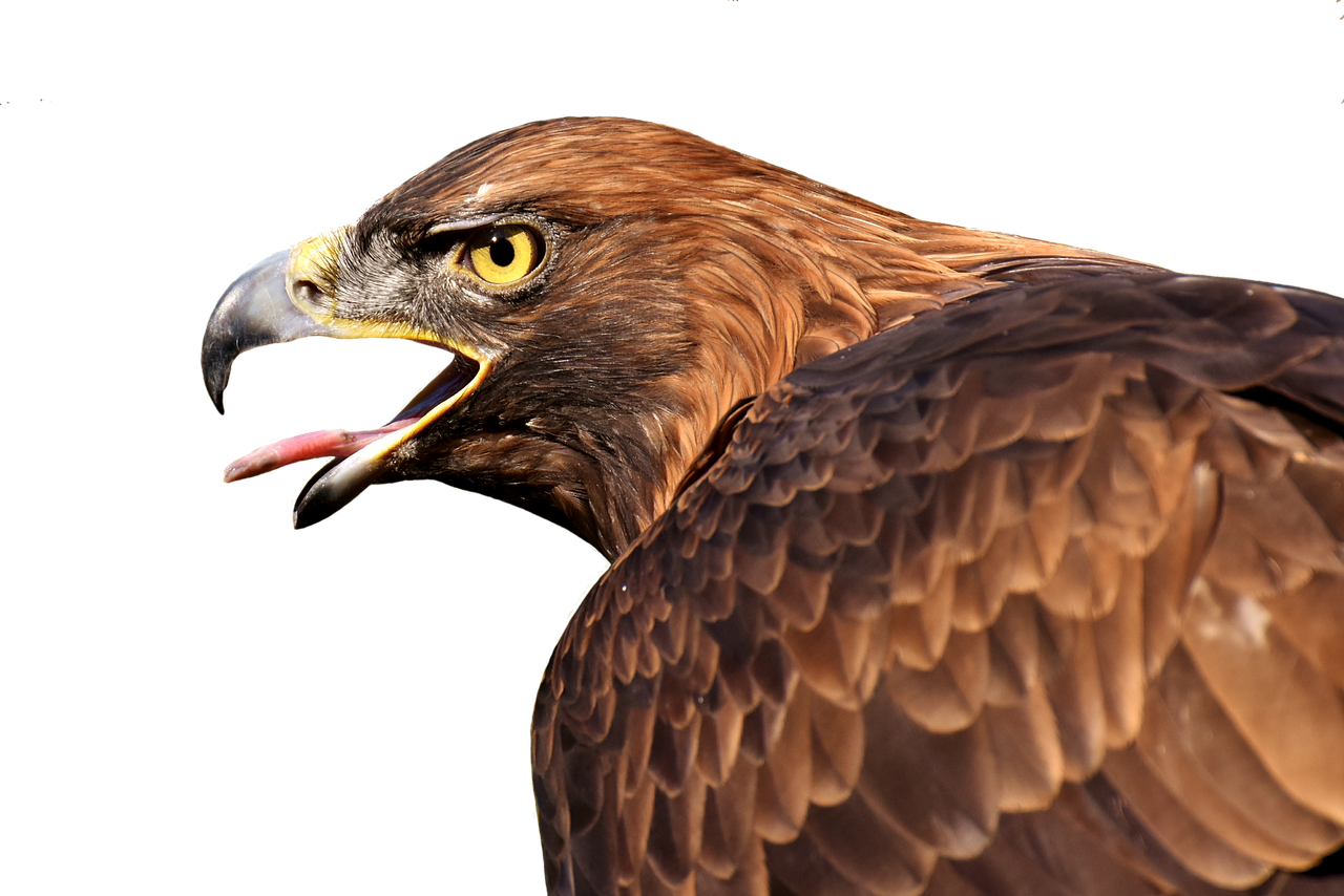 Image - adler raptor bird of prey animal