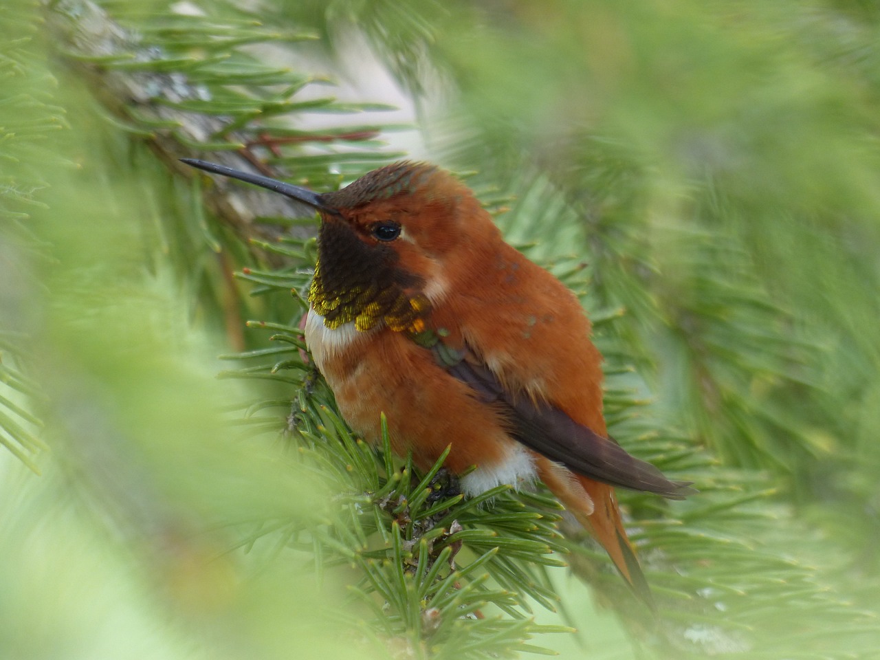Image - hummingbird bird feathered small